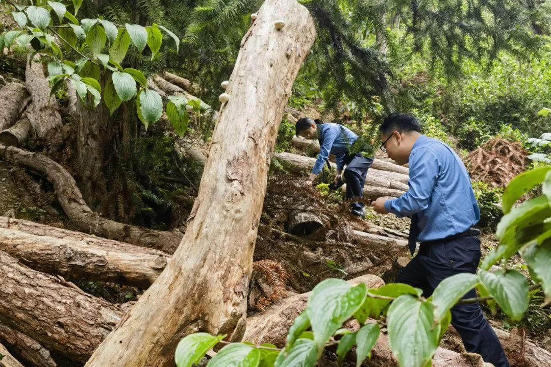 效履行法律监督职责“浙”里看见美丽中国麻将胡了2深入学习贯彻习法治思想 高质