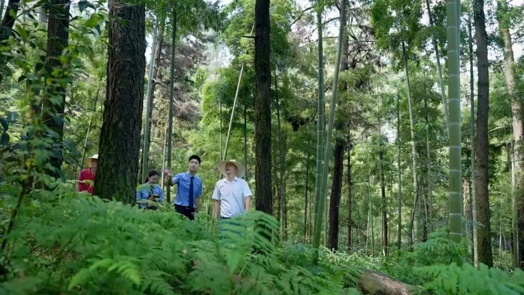 效履行法律监督职责“浙”里看见美丽中国麻将胡了2深入学习贯彻习法治思想 高质(图3)