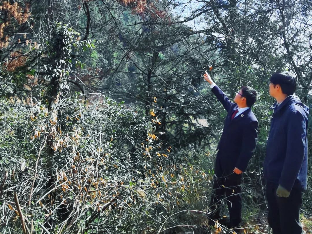 效履行法律监督职责“浙”里看见美丽中国麻将胡了2深入学习贯彻习法治思想 高质(图11)